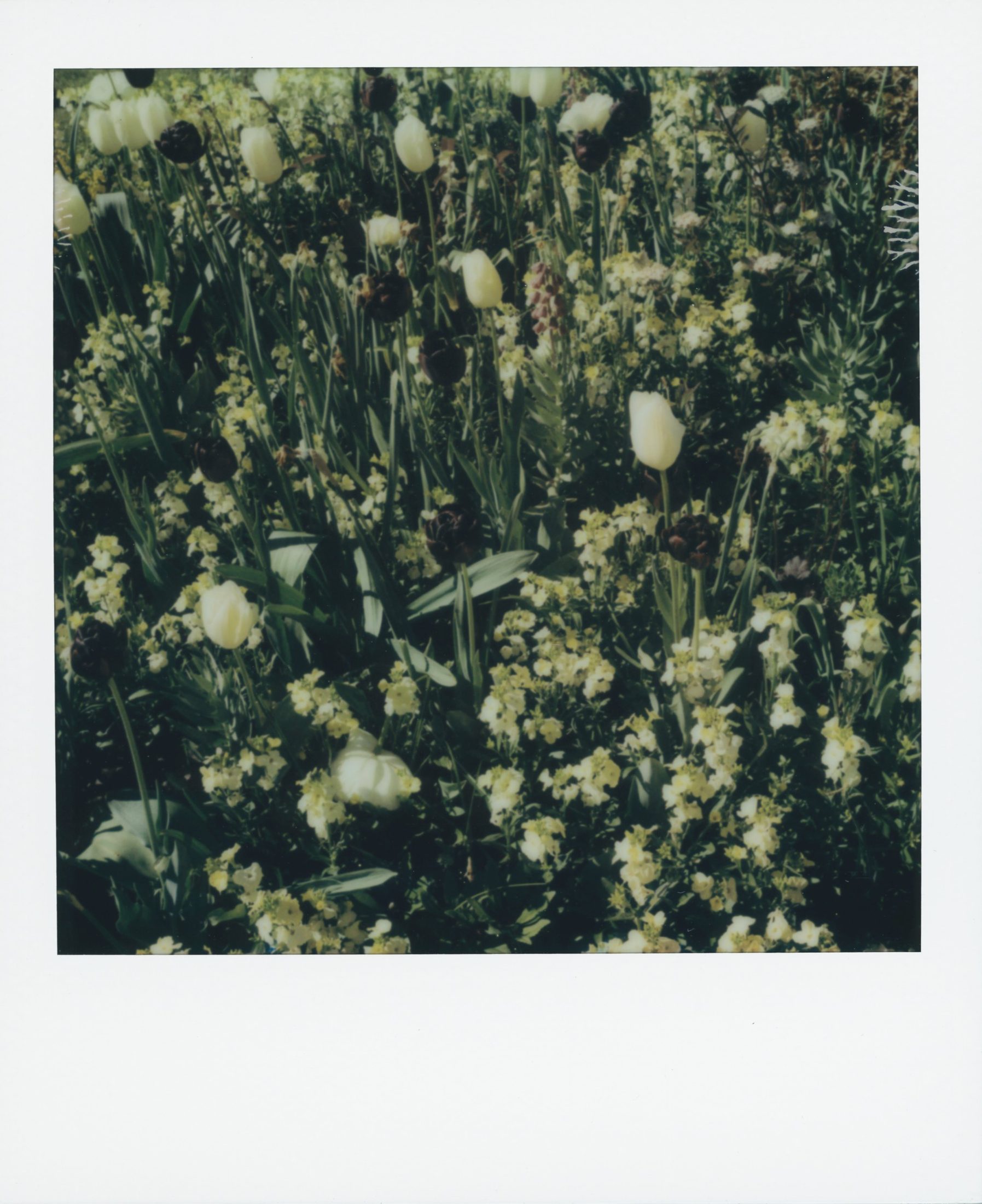 Polaroid photograph 23