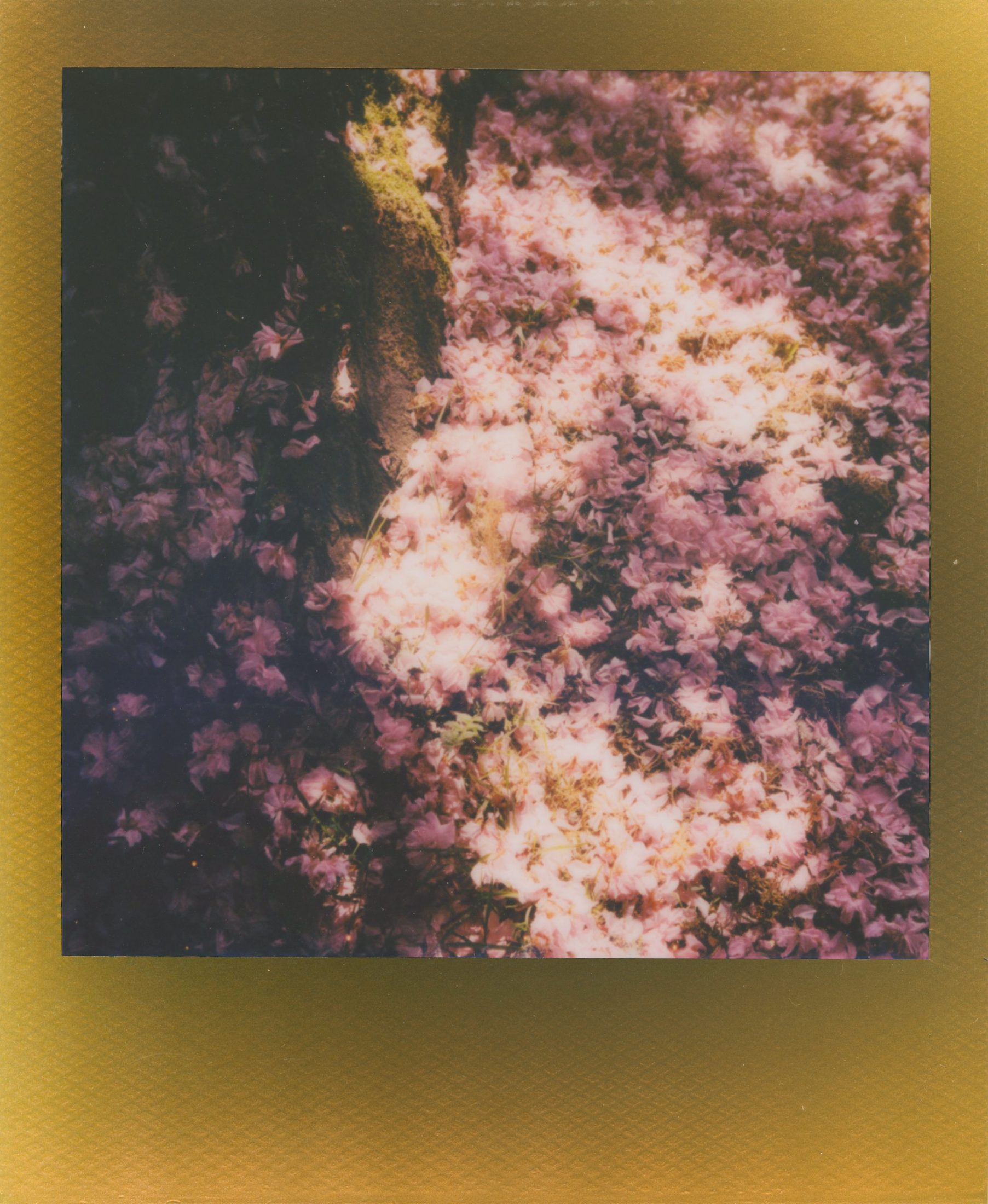 Polaroid photograph 37
